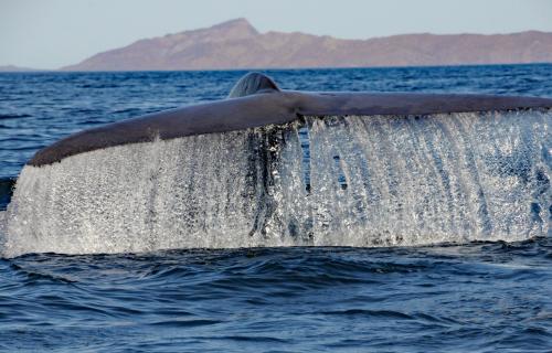 シロナガスクジラ：　バハ・カリフォルニアのロレート沖でホエールウォッチング