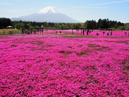 2021富士五湖の芝桜