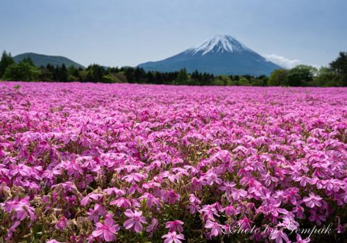 富士山麓に広がるピンクの絨毯　～本栖湖リゾートの芝桜～