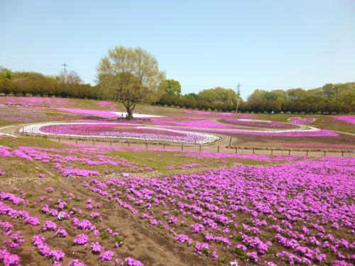 みさと芝桜公園・・ピンクの丘で気持ちよい春～♪
