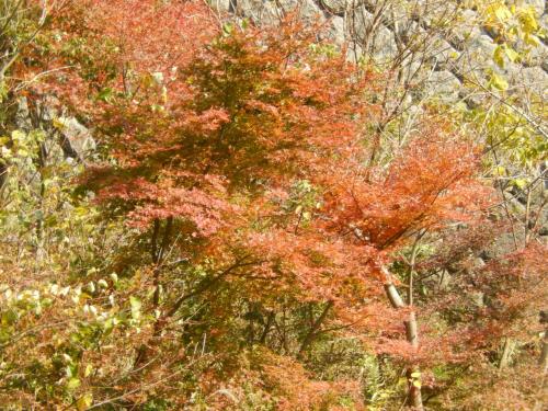 久しぶりに皆で摩耶山/森林植物園の紅葉を見に行こう
