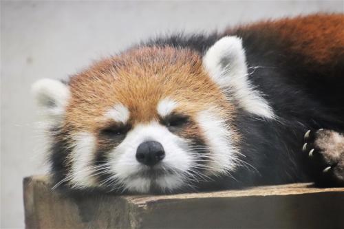 ８月も再び赤ちゃん目当ての埼玉こども動物自然公園（北園）プーズーのアオイちゃん元気いっぱい～レッサーパンダはリンちゃんと寝顔のリュウくん