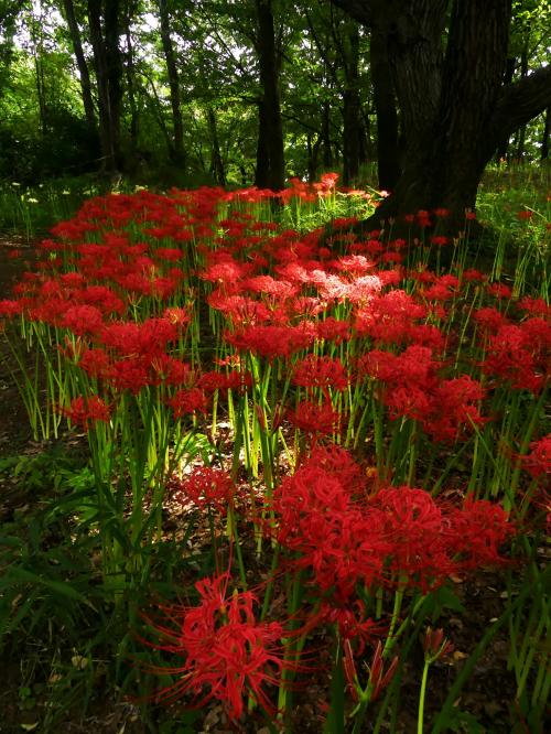 「境御嶽山自然の森公園」のヒガンバナ_2021_開花始まり、２分咲きくらいです。（群馬県・伊勢崎市）