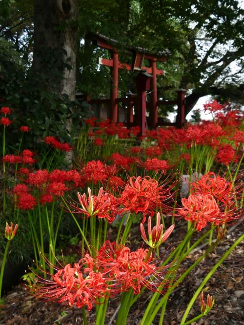 「久保島大神社」のヒガンバナ_2021_開花が進んでいて、ほぼ満開です。（埼玉県・熊谷市）