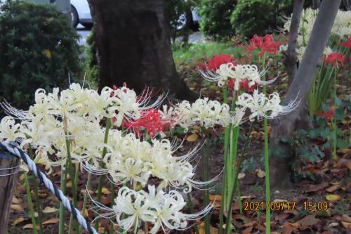 ふじみ野市西鶴ケ岡地区を散策しました①ビバホーム内の植え込みに美しく咲いていた彼岸花