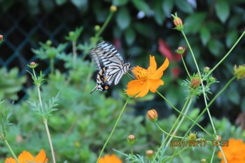 ふじみ野市西鶴ケ岡地区を散策しました②ビバホーム横の通りの花壇散策で見られた蝶と花
