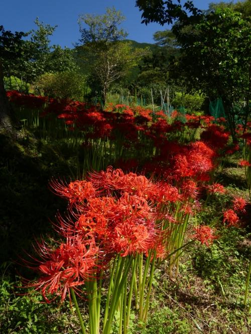 「梅田湖ロウバイパーク」のヒガンバナ_2021_綺麗に咲き揃っています。（群馬県・桐生市）
