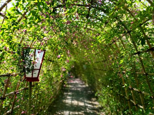 満開の萩トンネルと秋の花　下町商店街にニューウェーブ！