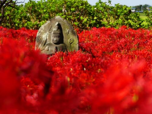 「恩林寺」のヒガンバナ_2021（3）_まだ綺麗ですが、見頃は末期です。（群馬県・邑楽町）