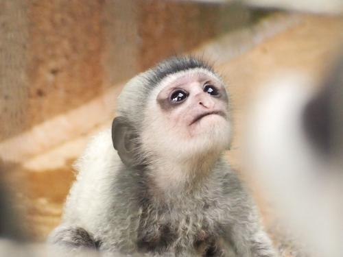 やっと会えた！アビシニアコロブスの赤ちゃん＠上野動物園 2021年7-9月の記録