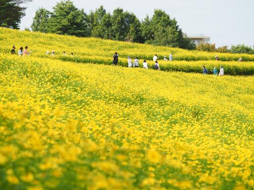 レモン色の丘　昭和記念公園コスモス2021