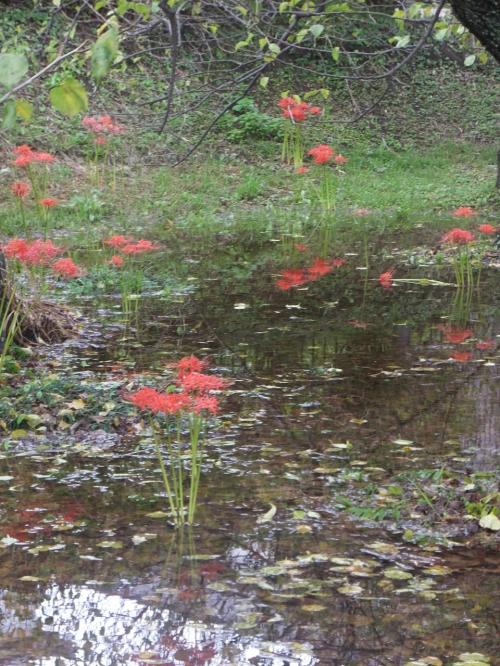 小田原城に箱根口から入る。水に浮かぶ彼岸花の季節に。