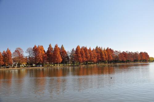 水元公園の秋