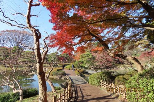 久し振りに皇居東御苑を訪問しました②二の丸庭園付近の紅葉
