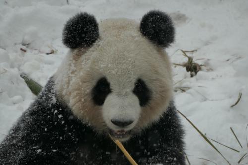 大雪にパンダは大喜び。滑って転がって大はしゃぎ...