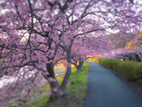 「特急サフィール踊り子」に乗って、下田と桜と菜の花☆２