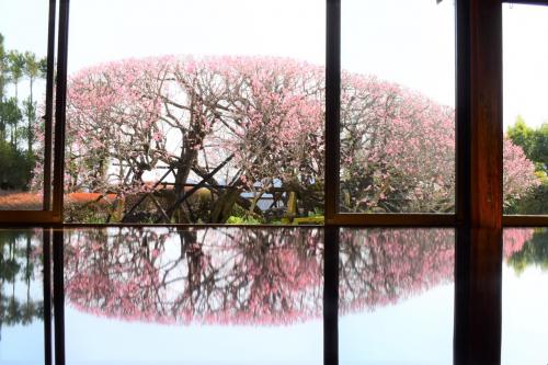 梅の木のリフレクションが美しい『萬福寺』　たとえ花の盛りを逃しても・・・。