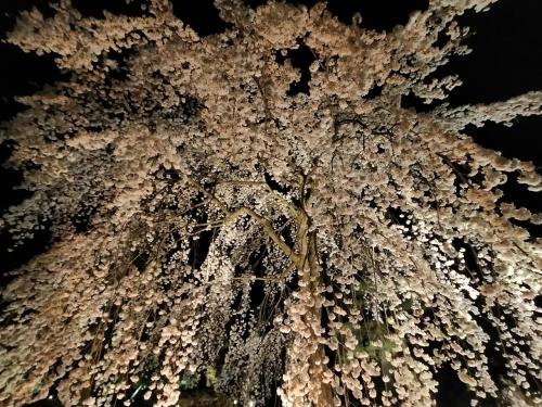 二条城で満開の夜桜と、堀川で早朝お花見パン
