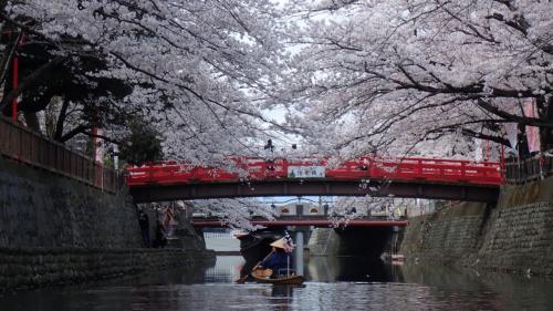 2022 大垣市水門川で桜を眺めながら和舟