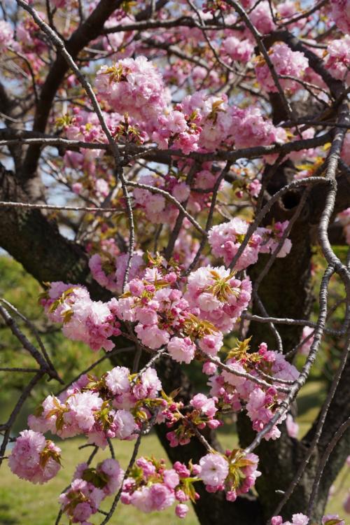 20220410-1 汐留 春と言うか…いきなり初夏な陽気の浜離宮庭園は、ボチボチ八重桜達の競演の季節。