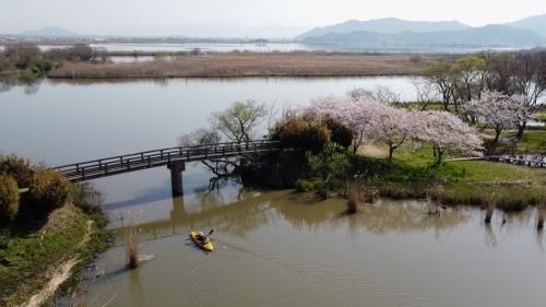 2022 近江八幡水郷を和船で漕いできました