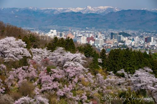 春の色彩、満艦飾　～福島の桃源郷、花見山～