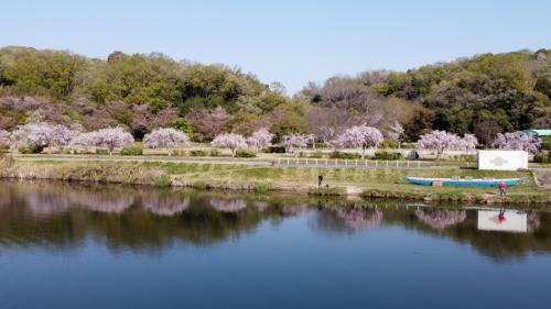 2022 豊田市水源公園の枝垂れ桜を川から眺める