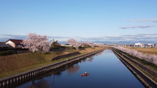 2022 出勤途中に飛島村で川から桜を眺める