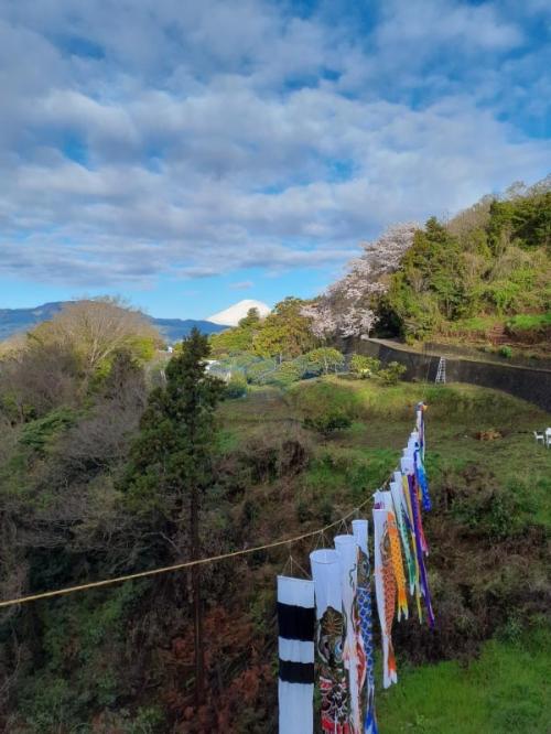 菅原天神大祭と小田原城藤棚