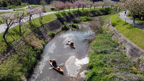 2022 明徳寺川の八重桜を川から眺める