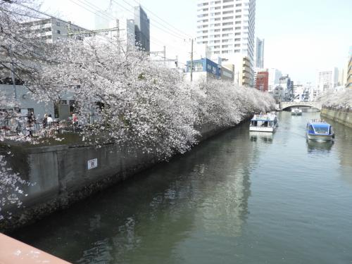 神奈川県随一の人気花見スポット、大岡川を散策（１） 