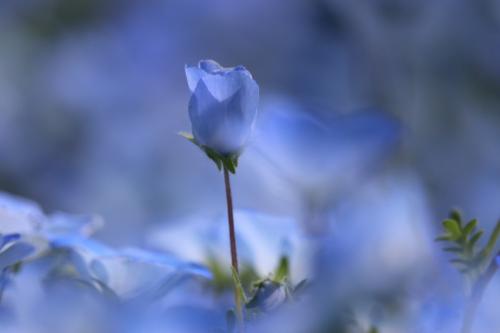 青の妖精に会いに♪　愛知牧場でネモフィラとどうぶつ広場♪＆松平の春の花♪