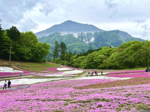 羊山公園の芝桜と長瀞の宝登山をサクッと観光しました