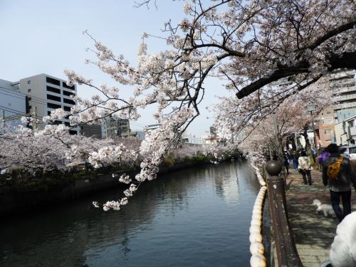 神奈川県随一の花見スポット、大岡川を散策（２）