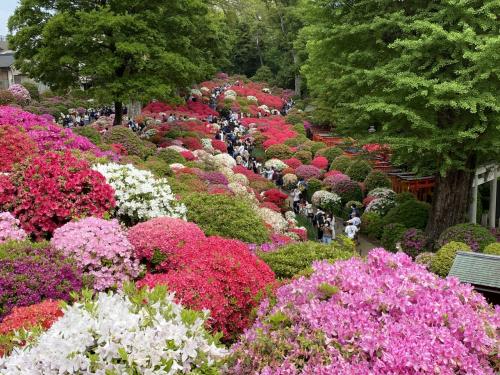 2022年4月　根津神社・平成つつじ公園でつつじ鑑賞