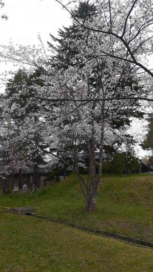 札幌発特急カムイで行く旭山公園の桜を楽しむ日帰り？ワンデー旭川プラスちょっと美瑛2022・05