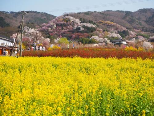 【福島花めぐり】桜や花桃が見頃の花見山公園、色とりどりの花たちがとっても綺麗でした