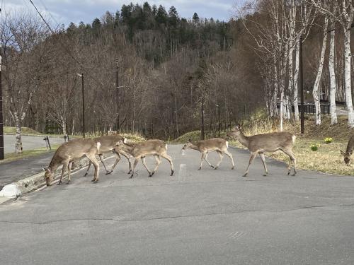 2022年4月「どこかにマイル」第二弾！GW前半 糠平&amp;帯広旅行 糠平編