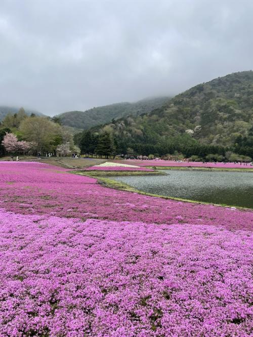 春の花巡り　栃木～河口湖②富士芝桜まつり