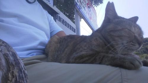 福岡県　相島の猫とハローキティ特急