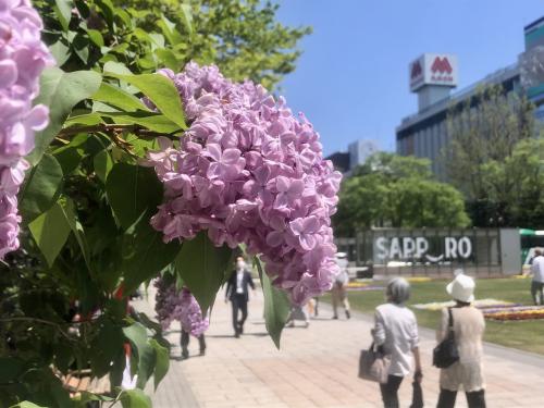 春旅　さっぽろライラック祭り2022