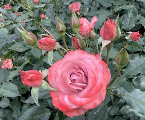 きなこさんと行く…相国寺特別拝観、京都府立植物園の薔薇園
