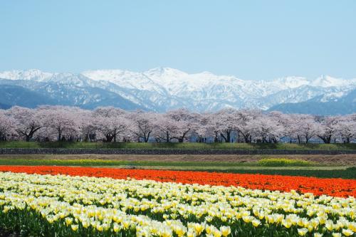 北陸の桜を追いかけて能登～金沢～あさひ舟川へ（3）圧巻の「春の四重奏」と舟川べりの桜並木