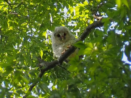 フクロウが住む野木神社へ、今年は可愛いヒナが見られました＾＾