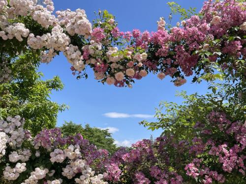 ２０２２年中之条ガーデンズ、満開の薔薇を今年も見てきました！からの四万温泉時忘れの宿、佳元宿泊。