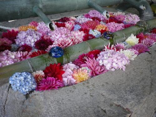 奈良　岡寺の華やかな紫陽花で彩られた「あぢさゐ回廊」を楽しむ