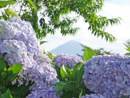 自転車でGO! =富士市・富士宮市をポタリング&amp;岩本山公園で紫陽花を見て来ました=