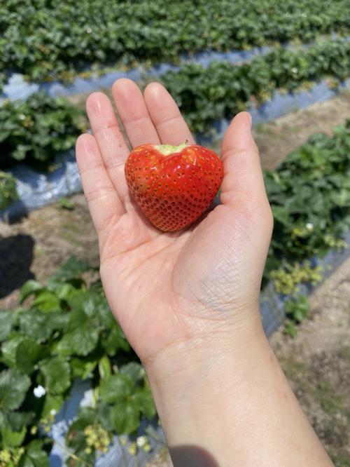 花昌でいちご狩り