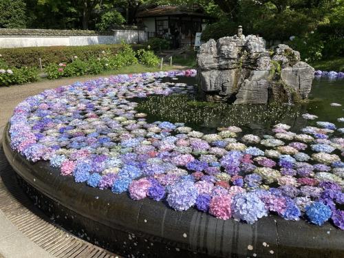 お池に紫陽花