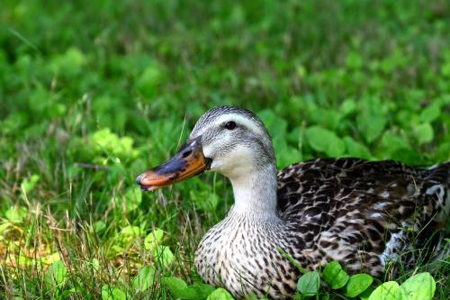 ア・チッ・チッ・チッの舎人公園　